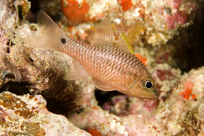 Apogon kallopterus (Pesce cardinale iridescente)